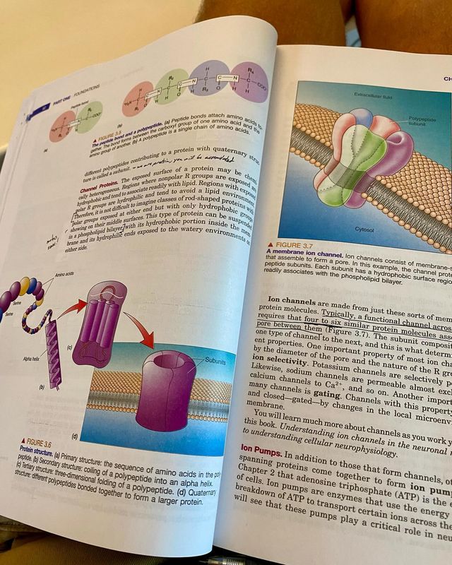 Neuroscience textbook open looking at channel proteins for neurons